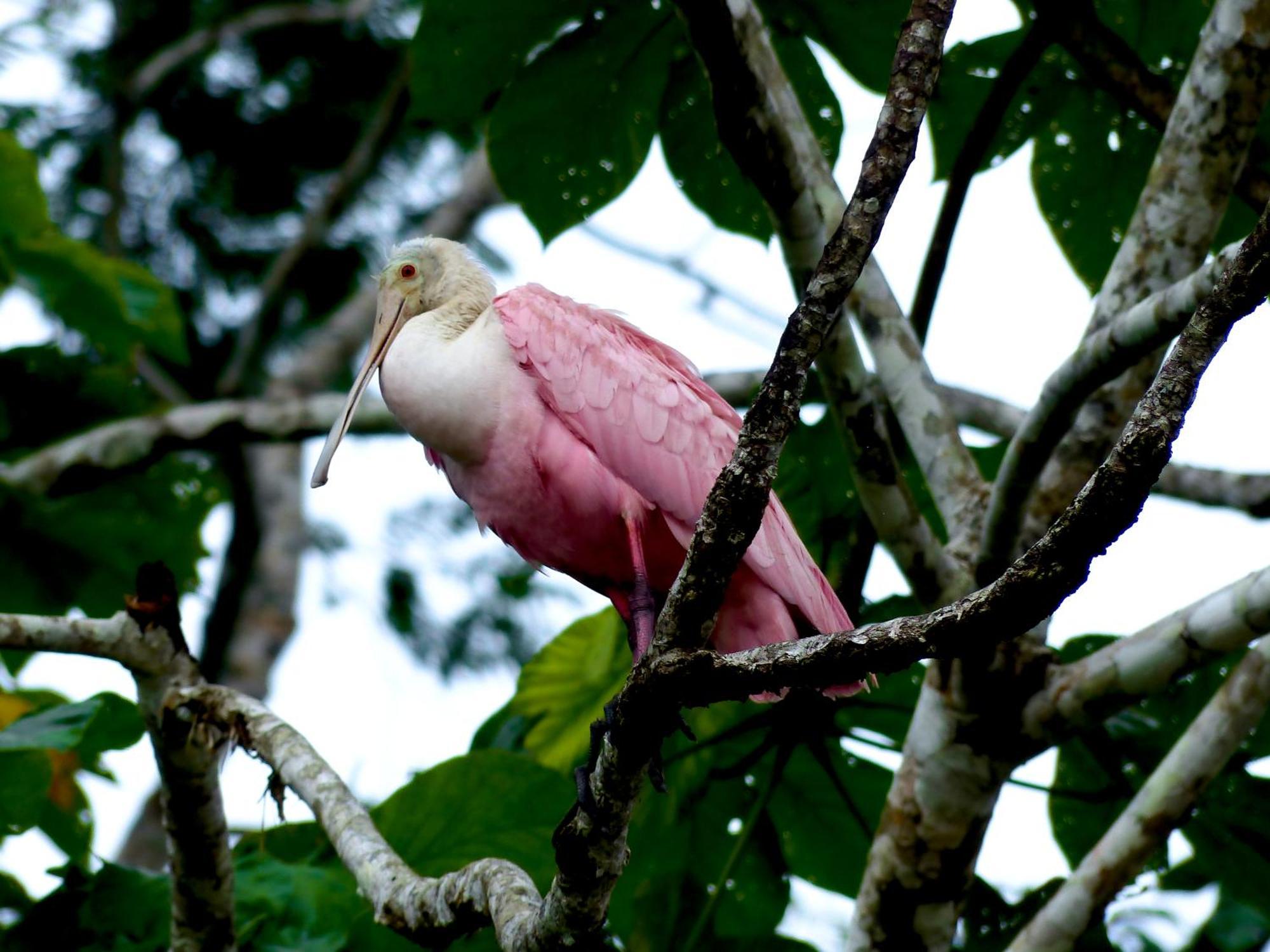 La Selva Eco-Lodge & Retreat Providencia Bagian luar foto